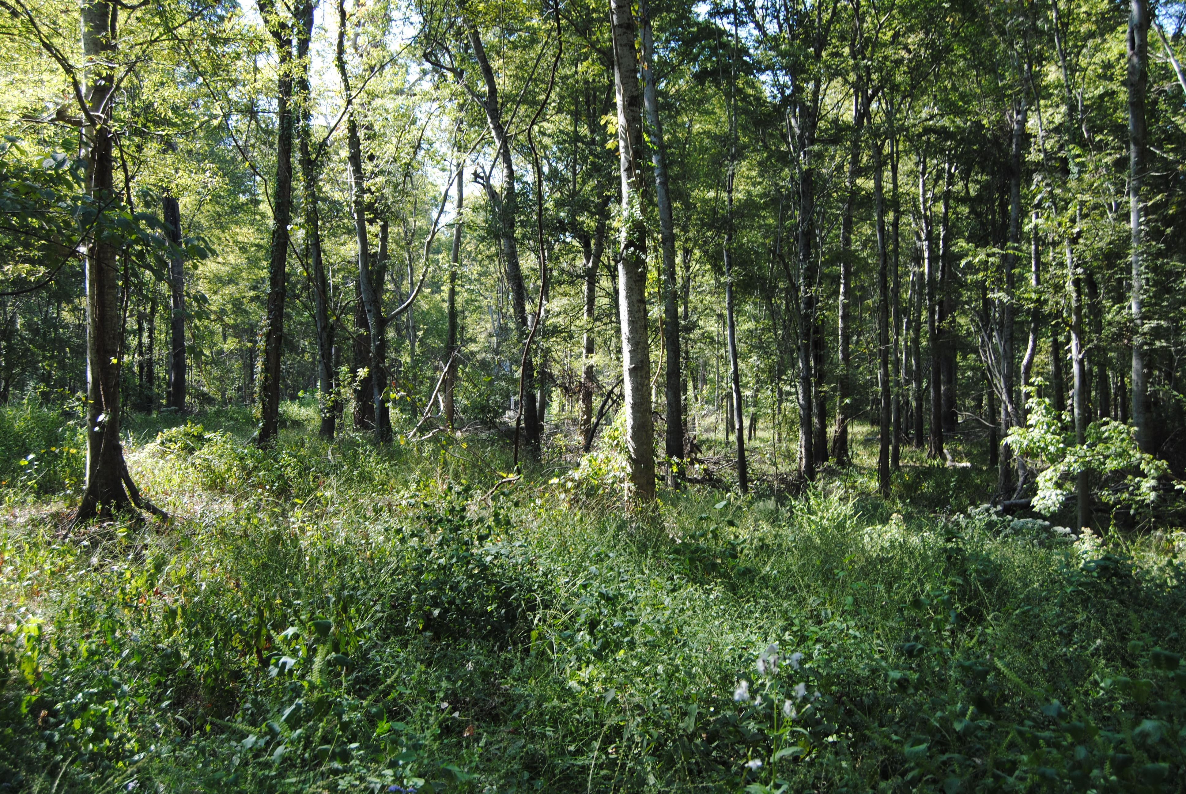A stand of trees showing a desirable oak tree with no curves, split limbs, or wounds. 